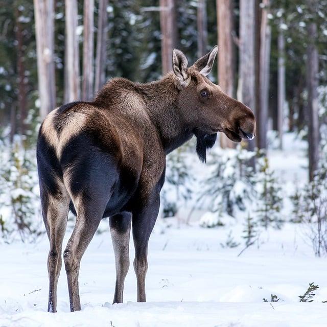 deer複數要加s嗎？