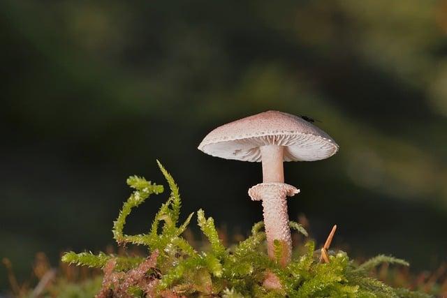 資料科學系學什麼？