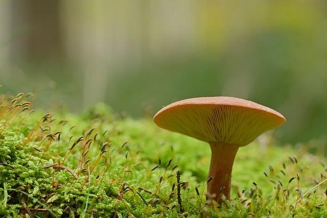 生命科學系可以做什麼?