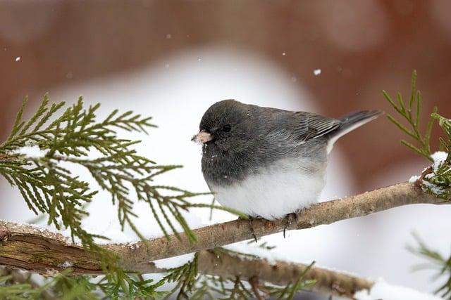 鳥怕甚麼？