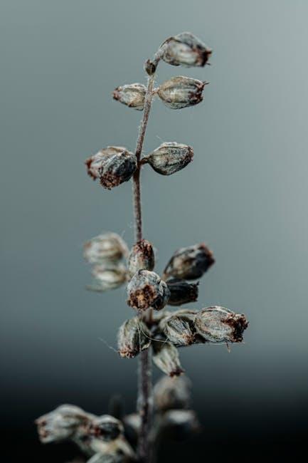 艾草可以減肥嗎？