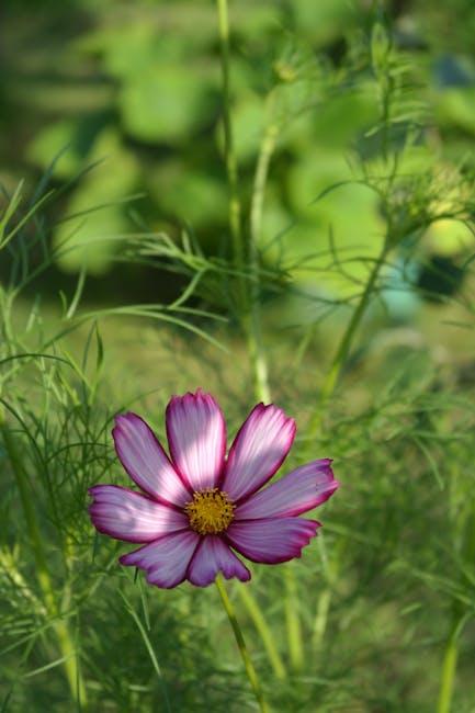 紫藤花花期多久?